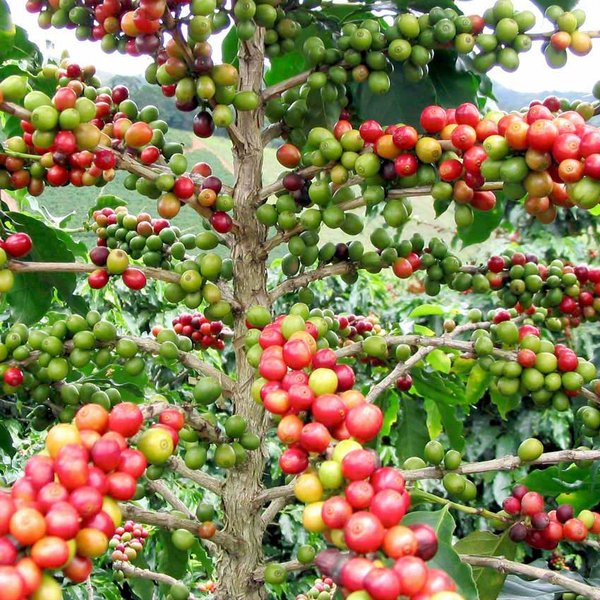 Kemendag Kenalkan Kopi Gayo Aceh Lebih Luas ke Dunia