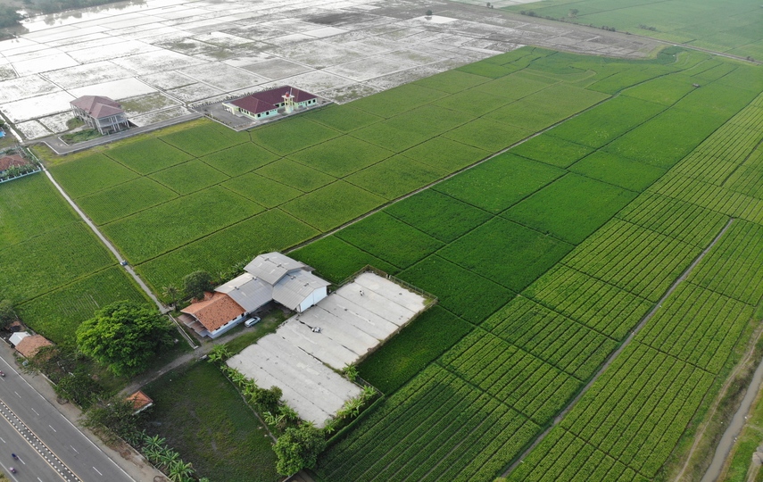 PT Pertani Pasok Kebutuhan Benih Padi Untuk 3 Juta Ton Beras