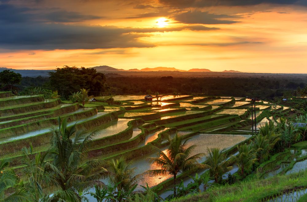 Destinasi Wisata Terasering di Indonesia