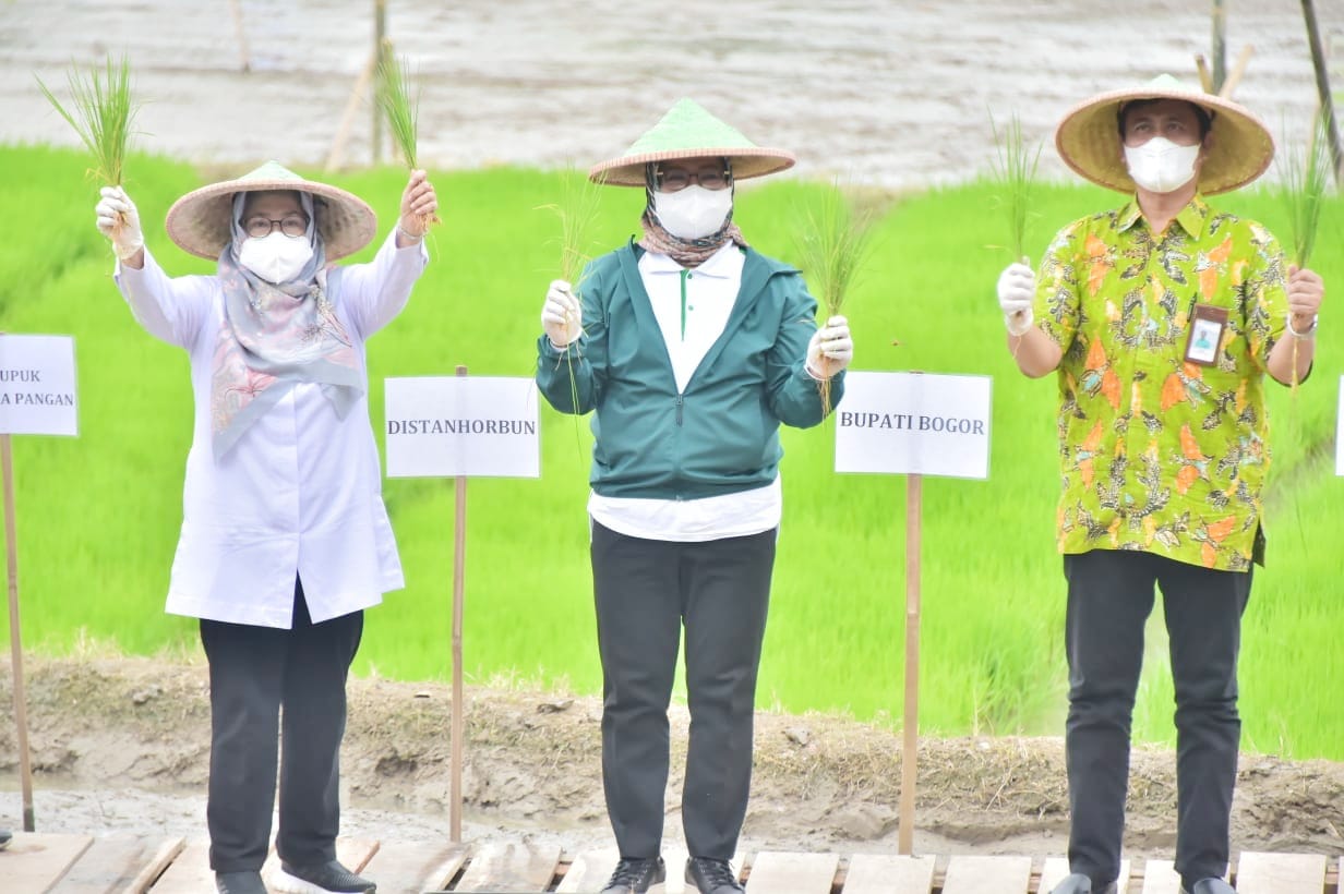 Pemkab Bogor Lakukan Gerakan Tanam Padi di Tiga Kecamatan Wilayah Timur Seluas 7.000 Hektar 1 Pemkab Bogor Lakukan Gerakan Tanam Padi di Tiga Kecamatan Wilayah Timur Seluas 7.000 Hektar