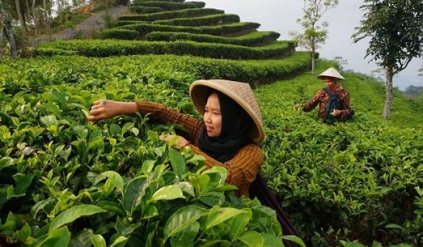 Teh Indonesia Senilai Rp57 Miliar Banjiri Pasar Malaysia