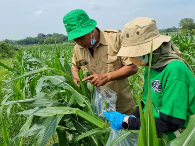 Antisipasi Perubahan Iklim, Kementan latih Sejuta Petani dan Penyuluh