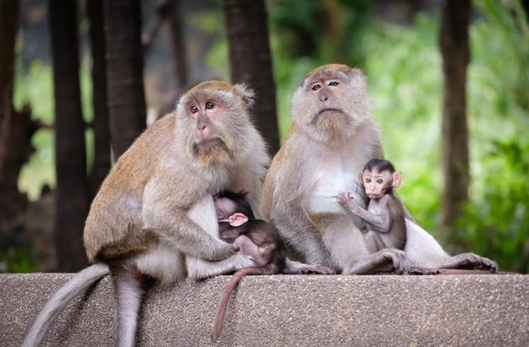 Belum ada Laporan Kasus Cacar Monyet di Indonesia