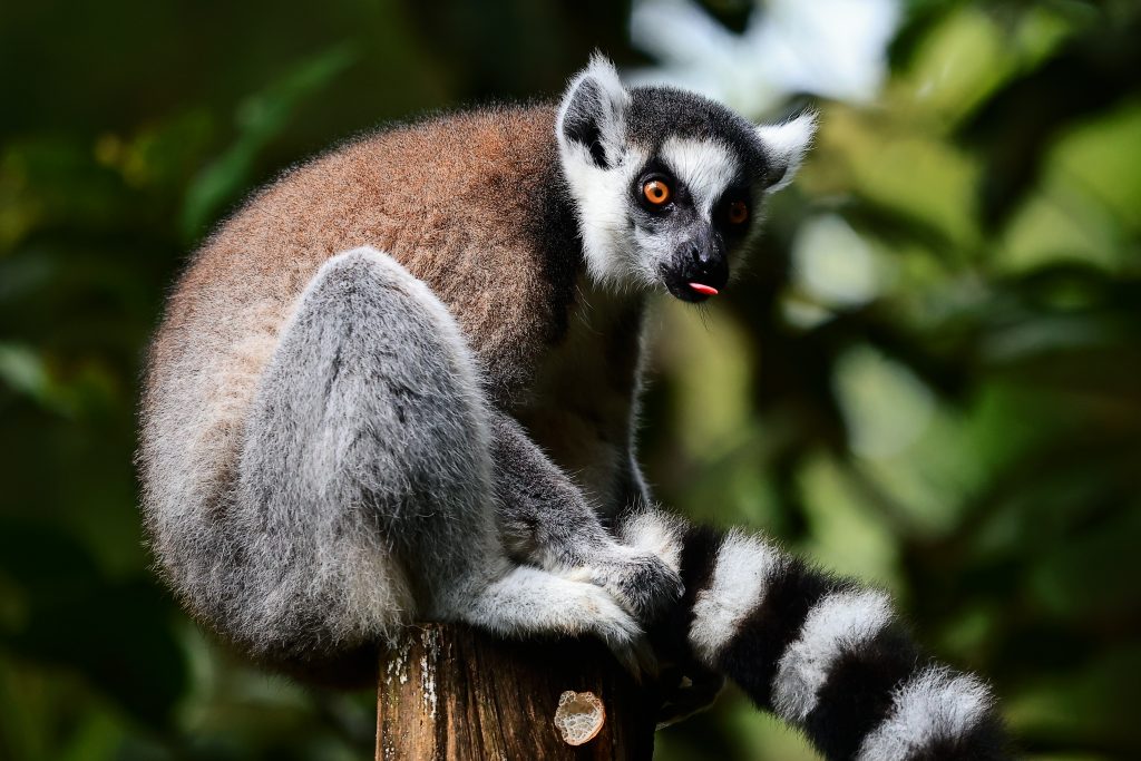 Foto Ring Tail Lemur Juarai IAPVC 2022 2 JUARA I IAPVC 2022 - Foto Ring Tail Lemur Juarai IAPVC 2022