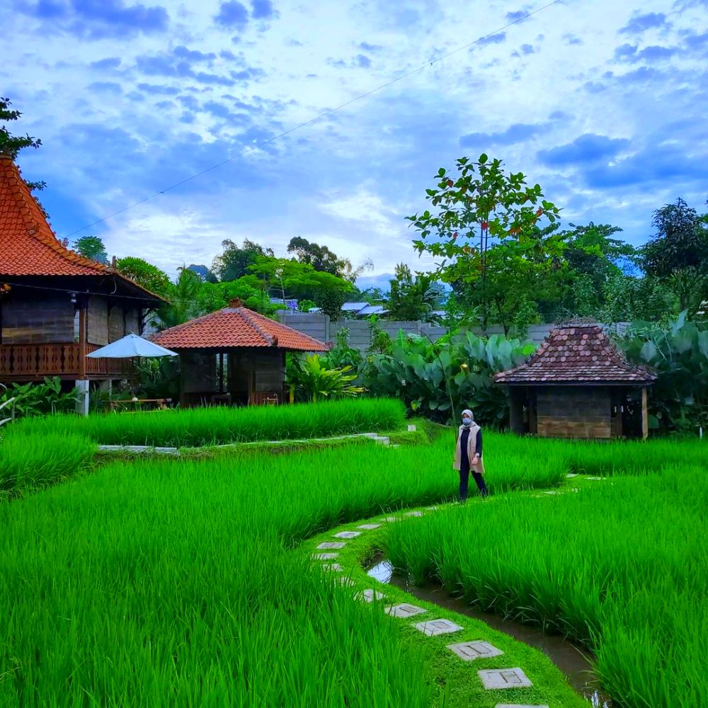 suasana sawah segar resto sentul - 5 Rekomendasi Tempat Makan di Sentul, Enak dan View Bagus