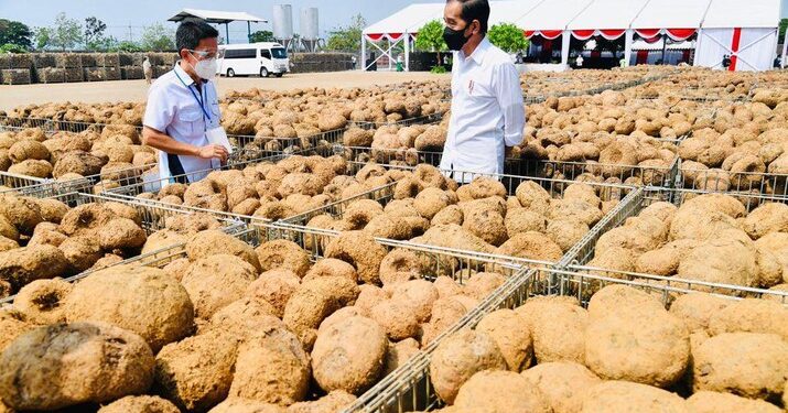 Kemenprin Dorong Industri Porang Jadi Bahan Baku Kertas Berharga dan Sigaret 1 Porang