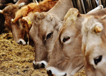 Penyakit Mulut dan Kuku