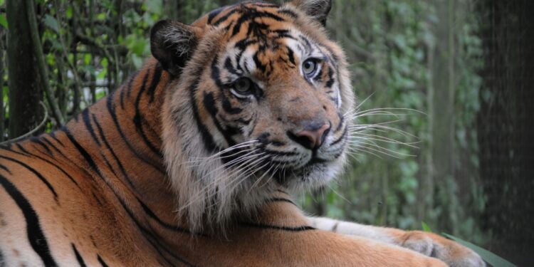 Peran Taman Safari Indonesia Sebagai Lembaga Konservasi Dalam Menyelamatkan Populasi Harimau Sumatera