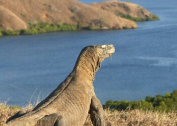Komodo