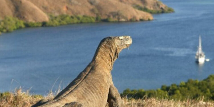 Komodo