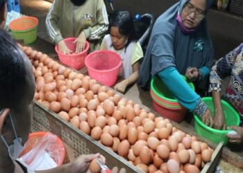 Harga Telur