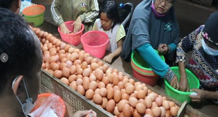 Harga Telur