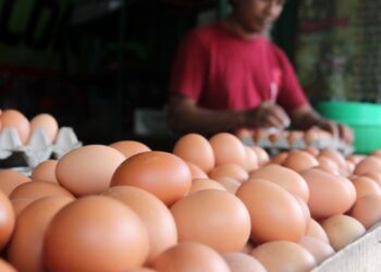 Harga Pangan