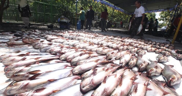 Jambi miliki potensi besar ikan patin untuk di ekspor ke Luar Negeri 1 ikan patin