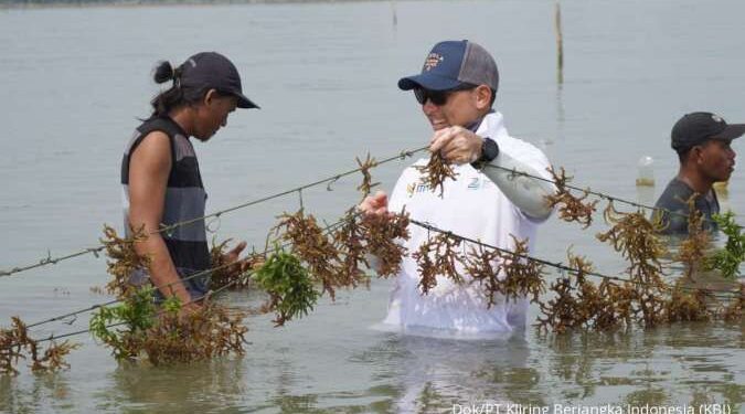 Dukung Petani Rumput Laut, Ini Upaya Kliring Berjangka Indonesia 1 PT Kliring Berjangka Indonesia (KBI)