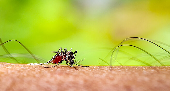Tahun ini, 5 Provinsi dan 9 Kabupaten/Kota Berhasil Eliminasi Malaria 1 Malaria