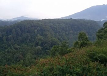 Hutan Organik