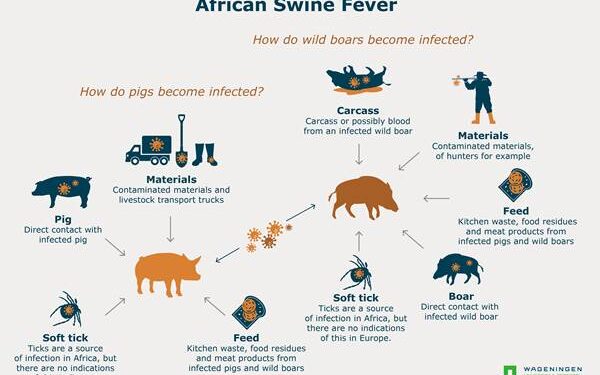 virus demam babi Afrika