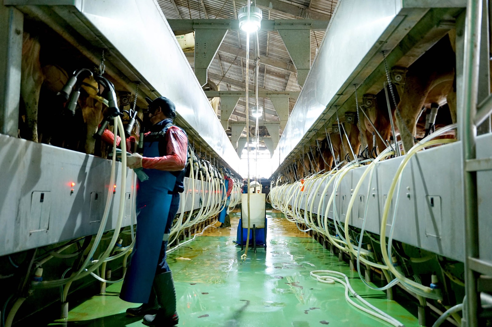 IMG 20230611 WA0014 - Peringati Hari Susu Sedunia 2023, Greenfields Indonesia Tegaskan Komitmen Dukung Kesehatan dan Kesejahteraan Masyarakat