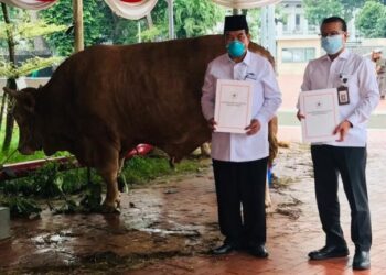 Sapi Kurban