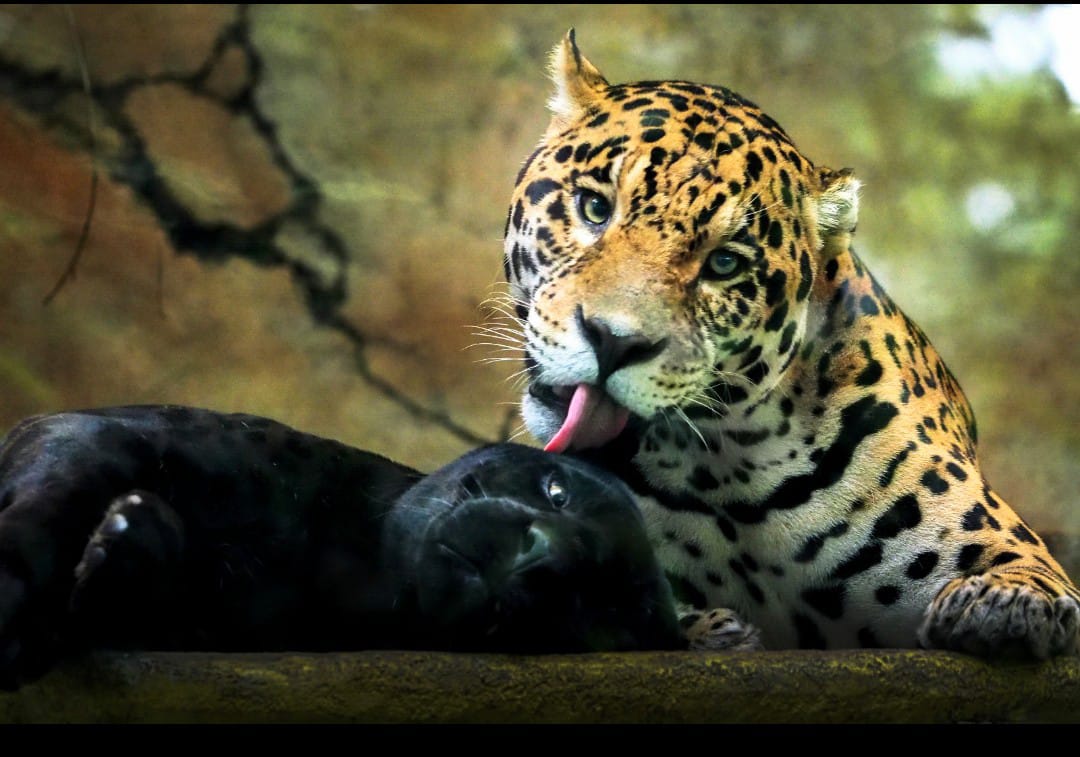 Taman Safari indonesia