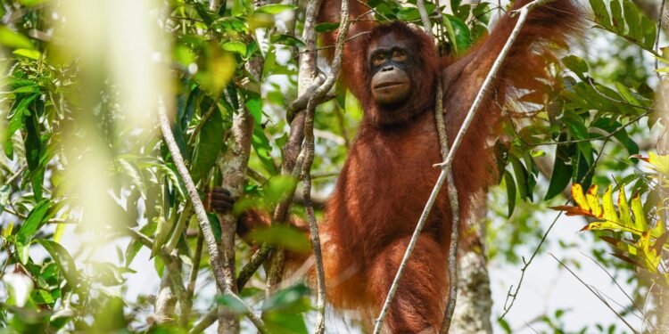 orangutan - Kerjasama KLHK-USAID Dimulai Dari Orangutan Taman Nasional Tanjung Puting