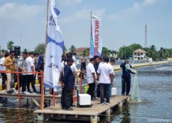 eFishery,