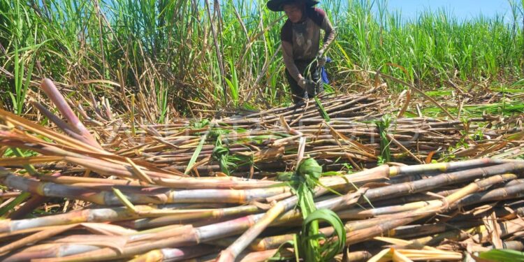 DPR Dorong Swasembada Gula di 2028, Pemerintah Harus Perbaiki Tata Kelola Pertanian 1 Swasembada Gula