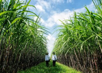 Pemerintah Bentuk Satgas Percepatan Swasembada Gula dan Bioetanol