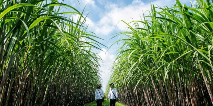 Pemerintah Bentuk Satgas Percepatan Swasembada Gula dan Bioetanol