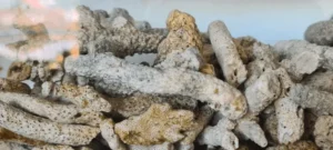 Karang Jahe - Cara Memaksimalkan Susunan Media Filter Aquarium Agar Air Jernih