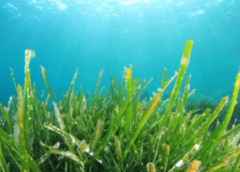 Rumput laut