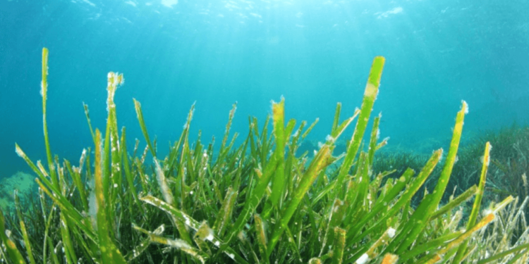 Rumput laut
