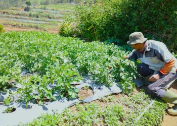 LPDB-KUMKM Bantu Tingkatkan Produktivitas Petani Kentang di Dieng melalui Koperasi
