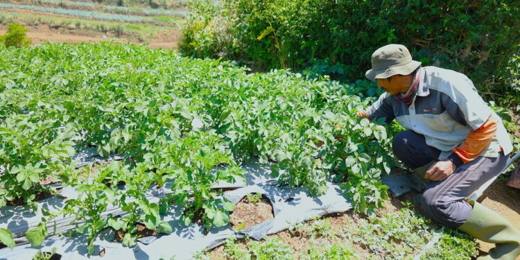 LPDB-KUMKM Bantu Tingkatkan Produktivitas Petani Kentang di Dieng melalui Koperasi