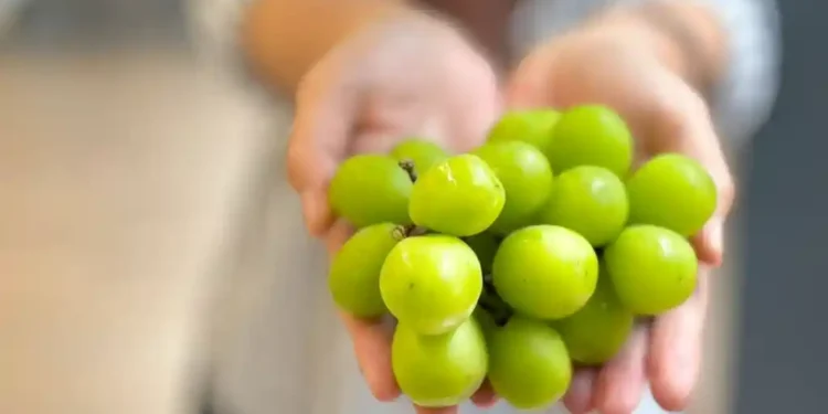 Anggur Shine Muscat