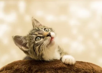 Bahasa Tubuh Kucing
