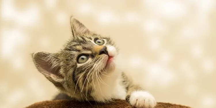 Bahasa Tubuh Kucing