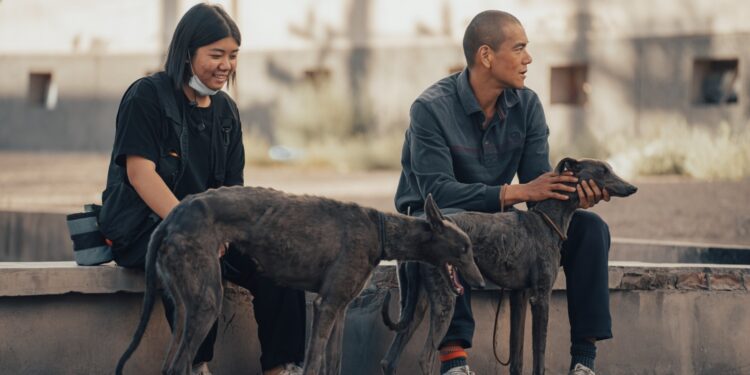 KlikFilm Sambut Akhir Tahun dengan Dua Film Ikonik: Black Dog dan Shutter
