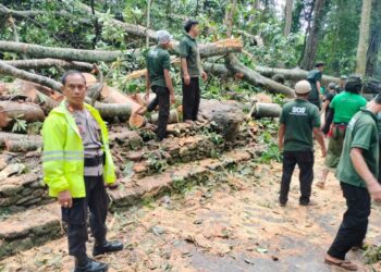 Pemkab Gianyar Perketat Pengawasan Keamanan Objek Wisata Pasca-Tragedi Pohon Tumbang di Monkey Forest Ubud 1 monkey forest