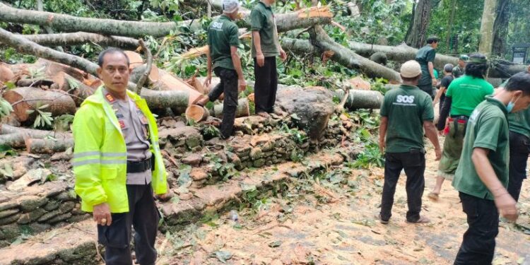 Pemkab Gianyar Perketat Pengawasan Keamanan Objek Wisata Pasca-Tragedi Pohon Tumbang di Monkey Forest Ubud 1 monkey forest