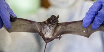 wabah