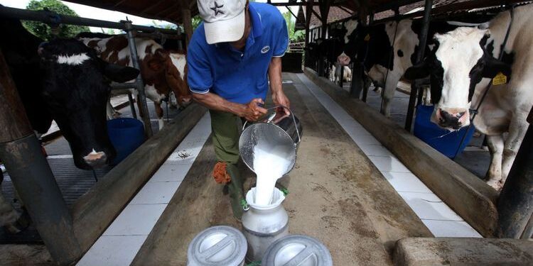 Percepat Program MBG, Pemerintah Dorong Peran Koperasi dan Industri Susu Lokal 1 Susu Lokal