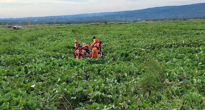 Kakek 70 Tahun Terjebak di Lautan Eceng Gondok Rawa Pening, Dievakuasi Tim SA 1 rawa pening
