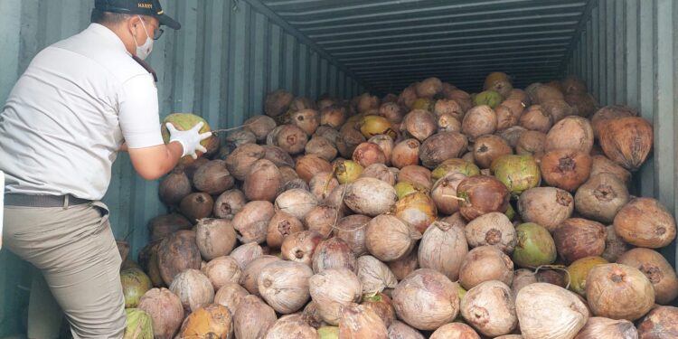 Kelapa Langka di Pasaran, Mendag Soroti Lonjakan Ekspor dan Harga Tinggi 1 Kelapa