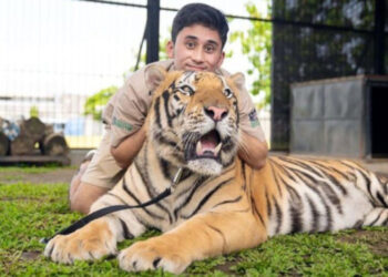 Alshad Ahmad, makanan kucing