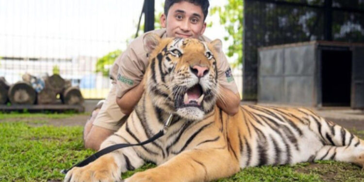 Alshad Ahmad, makanan kucing