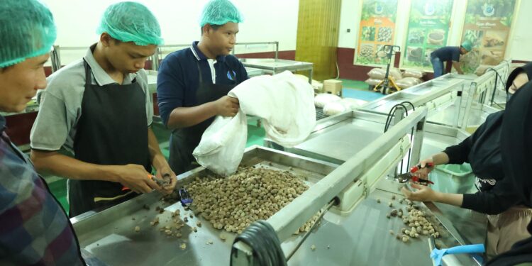 Berkat Bantuan Dana Bergulir, Koperasi Sabalam Tembus Pasar Ekspor Rempah