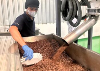 kopi