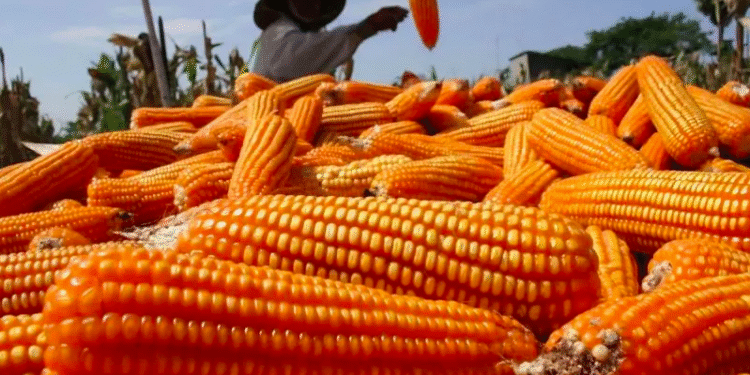 SPHP Jagung
